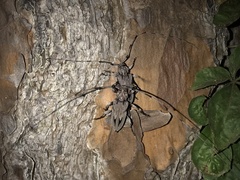 Acanthocinus nodosus