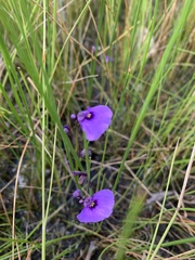 Utricularia beaugleholei