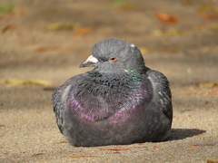 Columba livia domestica