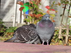 Columba livia domestica