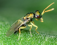 Halticoptera
