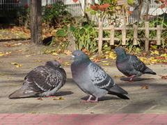 Columba livia domestica