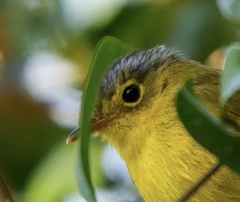 Phylloscopus tephrocephalus