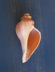Hemifusus tuba