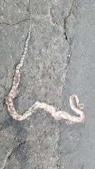 Boiga cynodon