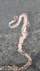Boiga cynodon