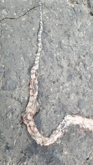 Boiga cynodon