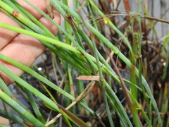 Eurychorda complanata