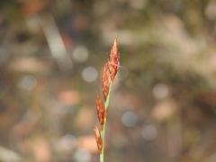 Eurychorda complanata