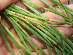 Eurychorda complanata