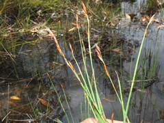 Eurychorda complanata