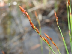 Eurychorda complanata