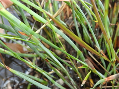 Eurychorda complanata