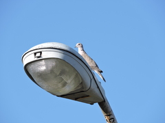 Streptopelia decaocto