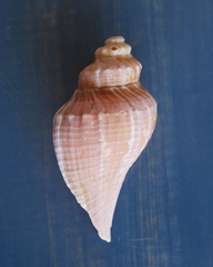Hemifusus tuba