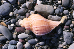 Hemifusus tuba