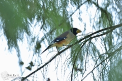 Eophona migratoria