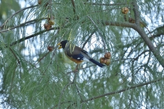 Eophona migratoria