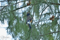 Eophona migratoria