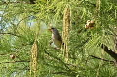 Eophona migratoria