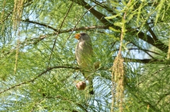 Eophona migratoria