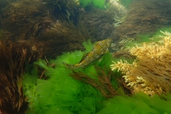 Aplodactylus arctidens