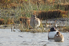 Limosa limosa