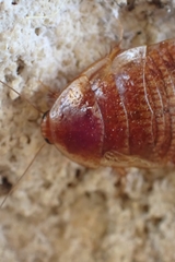 Calolampra marginalis