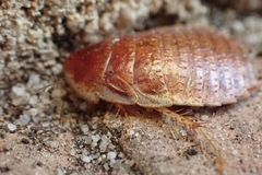 Calolampra marginalis