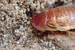 Calolampra marginalis