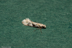 Crypsitricha mesotypa