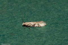 Crypsitricha mesotypa