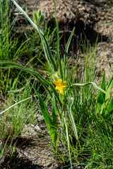 Hypoxis acuminata