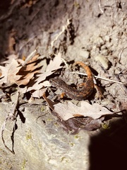 Speleomantes italicus