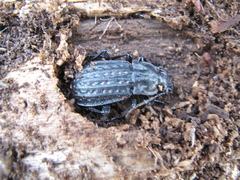 Carabus clatratus