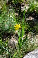 Hypoxis obtusa