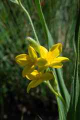 Hypoxis obtusa