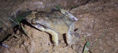 Physalaemus signifer