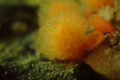 Pseudodistoma novaezelandiae