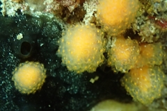 Pseudodistoma novaezelandiae