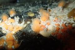 Pseudodistoma novaezelandiae