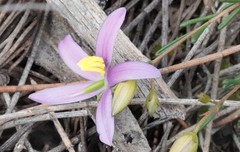 Cheiranthera filifolia