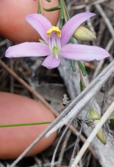 Cheiranthera filifolia