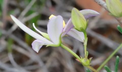 Cheiranthera filifolia