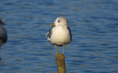 Gaviota cana (Larus canus)