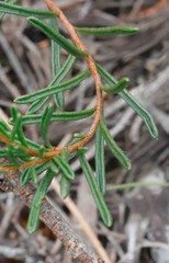 Cheiranthera filifolia