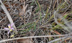 Cheiranthera filifolia