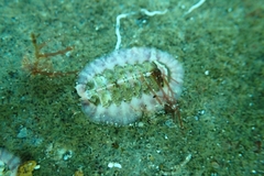 Onithochiton neglectus