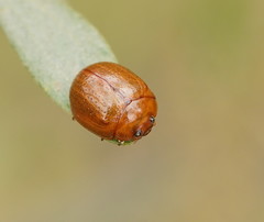 Dicranosterna semipunctata