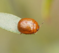 Dicranosterna semipunctata